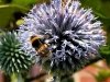 10_33_busy-bee-on-allium