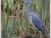 10_04_grey-heron