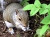 18_29_squirrel