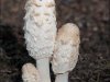 19_42_shaggy-ink-cap-fungi