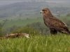 18_04_buzzard-with-prey