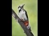 06_04_great-spotted-woodpecker