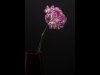 John Spreadbury_February_Technical_Flash lit Carnation