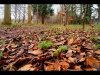 Gordon Hart_January_Landscape_Woodland Walk