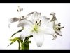 john spreadbury_january_Creative_Lillies