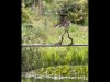 carlo vuolo_july_landscape_tightrope walker