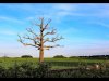 Carol Thorne_June_Landscape_Skeleton Tree