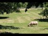 Carol Thorne_June_Technical_Grazing