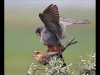 21_marlene-finlayson_red-footed-falcons_1st-place