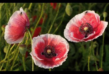 0_Open_621_Trio-of-Poppies_Val-Thomas