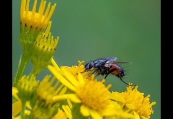 1_OPEN_Fly-Eriothrix-rufomaculata-on-Ragwort_David-Wallis