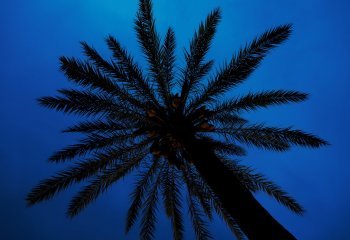 1_SET_Evening-palm-tree_Jamie-Stenson.JPG