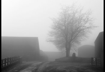 Misty farm