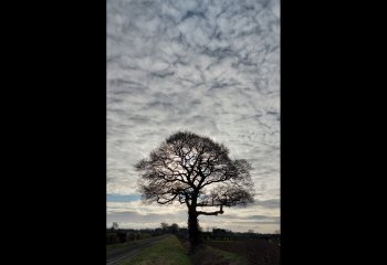 1_SET_The-lone-tree_Alun-Thomas