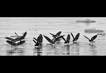 01_Cavendish_Wilson-Petrels-Feeding_paul-jones