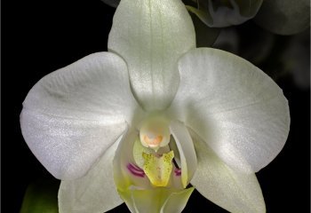 01_Open_Moth-Orchid_John-Crew