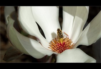 09_Open_Hover-fly-on-Magnolia_Carol-Thorne_1st-place