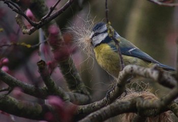 01_Dennis-Moss_Nesting-Blue-Tit_Chris-Donohoe