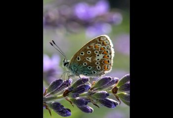 02_Dennis-Moss_Common-Blue-On-Lavender_David-Cahill-Commended