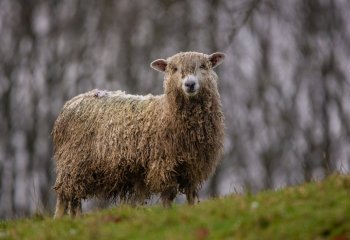 10_Open_Winter-Cotswold-Sheep_Patrick-Barker_1st-place
