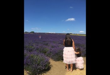 01_Pitchers-Trophy_Snowshill-Lavender-Belles_Ruth-Herbert