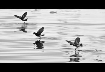 19_BW_paul-jones_WilsonPetrels_Commended