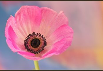 13_DM_John-Jones_Anemone