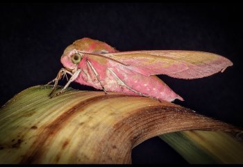 COMMENDED Elephant-Hawk-Moth-David-Wallis