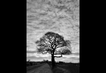 Solitary-Tree-Alun-Thomas