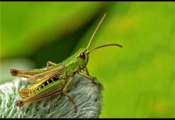 COMMENDED Grasshopper-Dave-Cahill-