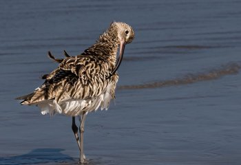 HIGHLY COMMENDED Curlew-Jill Bewley