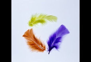 COMMENDED Feathers-Patrick-Barker-