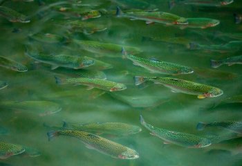 Trout-Farming-Liz-Gillham