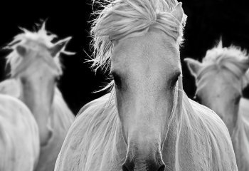 Bad-Hair-Day Tricia Lindsay