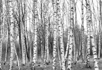 Silver-Birch-Wood Carol Thorne