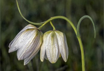 SECOND Snakes-Head-FritillaryJohn Crew