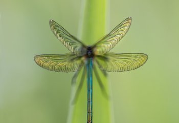 Fairy-wings Jill Bewley