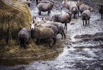 Welsh-Farming-the-reality Tricia Lindsay