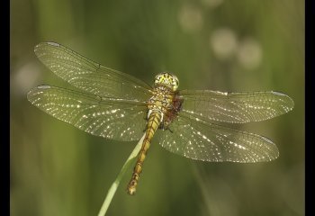 FIRST_Ruddy-Darter_-Gary-Gleghorn