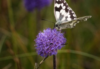 Clattenger-Butterfly_-Chris-Donohoe