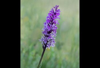 Southern-Marsh-Orchid_John-Hankin-