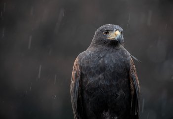 Second_Enouth-of-the-Rain_Patrick-Barker-LRPS