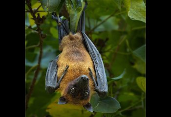 Commended_Just-Hanging-Out_Martyn-Smith
