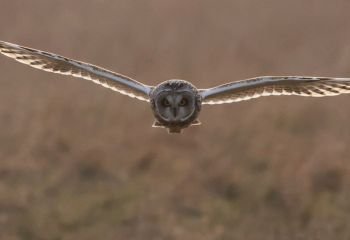 Third_Short-eared-owl-21-2_Paul-Norris-ARPS