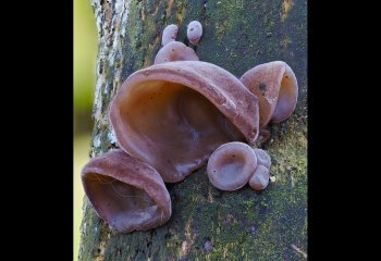 Jelly-Ear-Fungi_John-Spreadbury