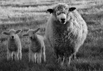 Second_A-Cotswoold-Family_Ruth-Barker