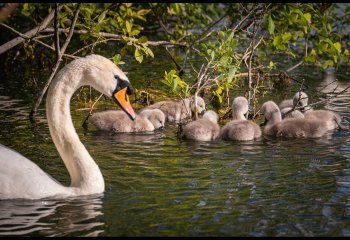 Third_keeping-an-eye-on-the-family_Billy-Kerr