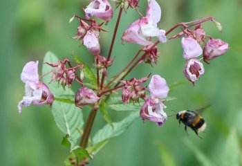 Incoming-Flight-101-Bumble-Airways_Ruth-Barker