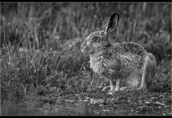 First_Leveret-Nibbles_Martyn-Smith