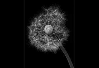Commended_Dandelion_John-Spreadbury-LRPS